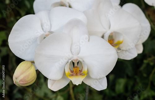 Close up of white Orchids flowers growing in garden. Orchids are perennial herbs and feature unusual bilaterally symmetric flowers.