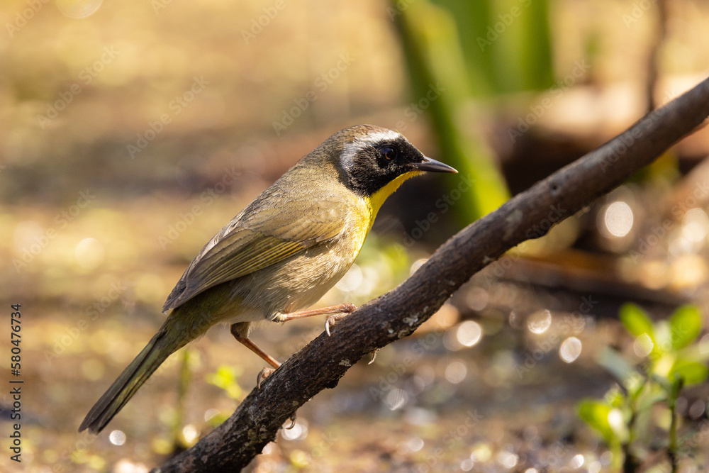 Fototapeta premium A small, beautiful bird called a common yellowthroat (Geothlypis trichas) on the edge of a wetland in Sarasota County, Florida