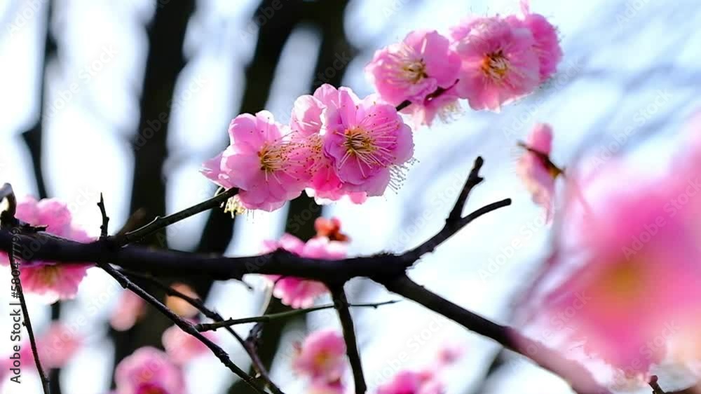 京都、梅小路公園、梅の花、白、春、青空、梅花、花 京都、梅小路公園、梅の花、白、春、青空、梅花、花