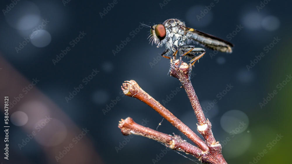 Close up a robber fly on branch and bokeh background, Nature background, Big eye insect, Thailand.