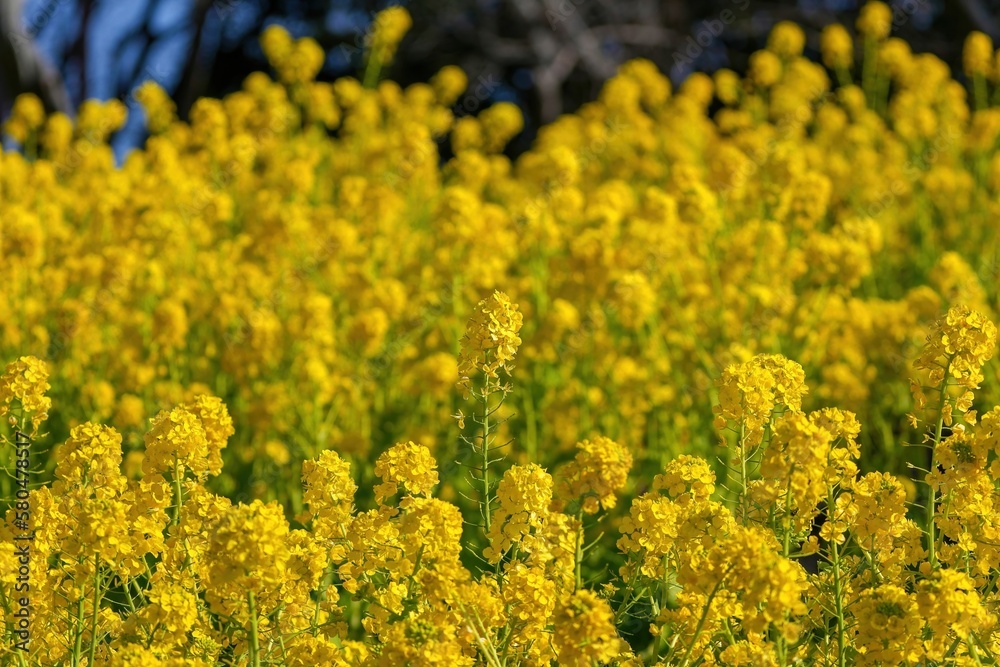 春の光を浴びて輝く満開の菜の花 春の光を浴びて輝く満開の菜の花