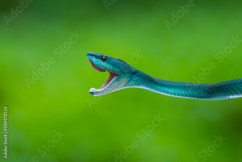 Angry blue white lipped Island pit viper snake Trimeresurus insularis strike and open its mouth with bokeh background 