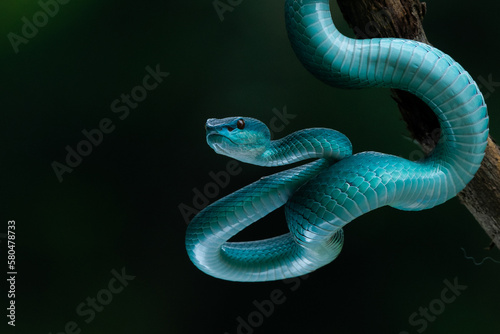 Title Close up shot of female blue white lipped Island pit viper snake Trimeresurus insularis hanging on a branch with bokeh background