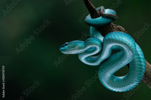 Title	
Close up shot of female blue white lipped Island pit viper snake Trimeresurus insularis hanging on a branch with bokeh background photo