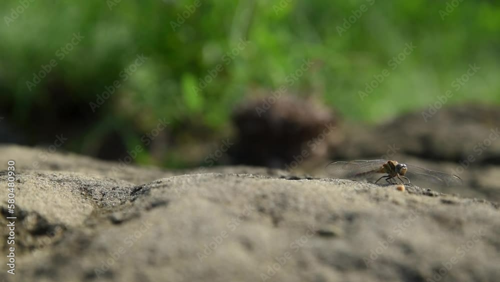 Macro Shot of Dragonfly Taking Off and Landing Again on the sand Macro Shot of Dragonfly Taking Off and Landing Again on the sand