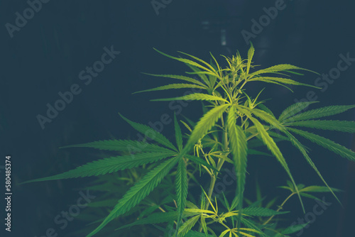 Green Marijuana tree cannabis plant narcotic herbal in greenhouse. Hemp leaf made cannabis crude oil at medicine farm. CBC  THC herb agriculture by Weed leaf Drug and medicine healthcare concept