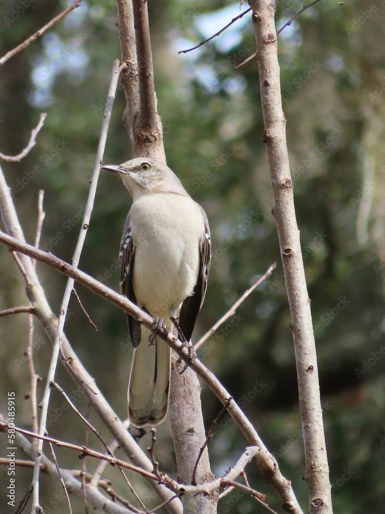Northern Mockingbird (Mimus polyglottos) on tree branch in Florida nature