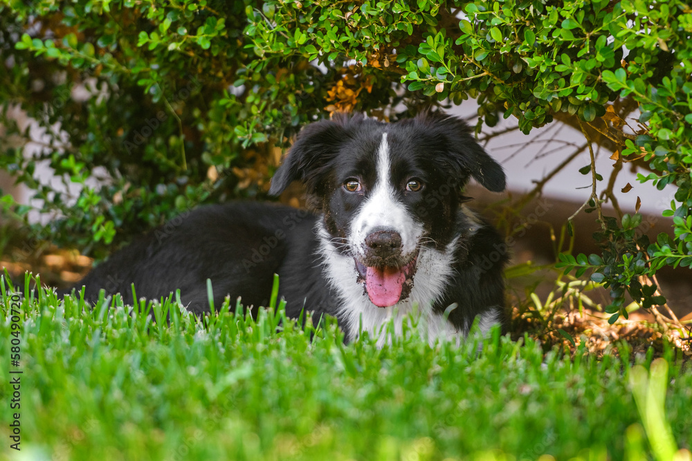 Black and white border collie puppy Black and white border collie puppy