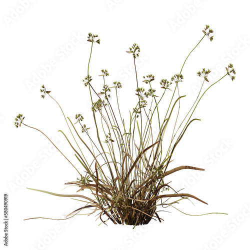 tuft of dry grass, desert plant, isolated on transparent background