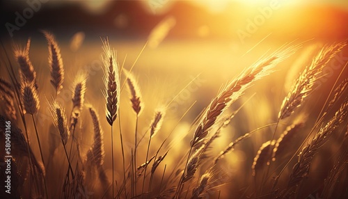 Golden wheat field at sunset. Closeup summer spring meadow. Crop background.