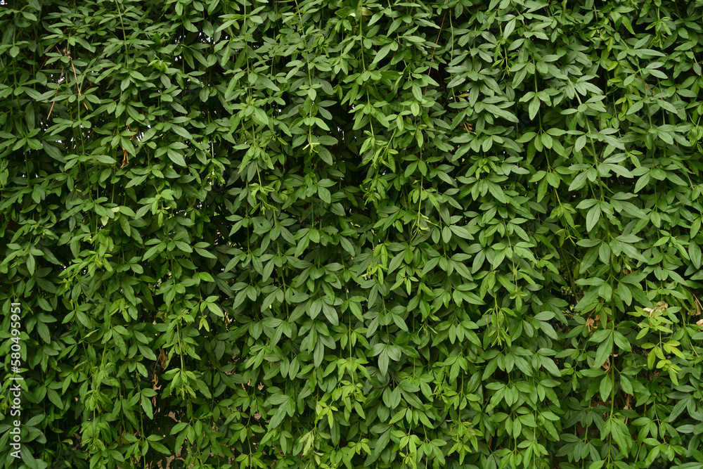Living wall texture. Green leaf vines dangling. Living wall texture. Green leaf vines dangling.