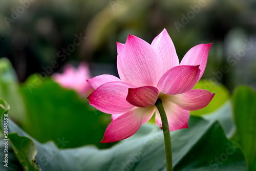 Beautiful pink lotus flower with light.