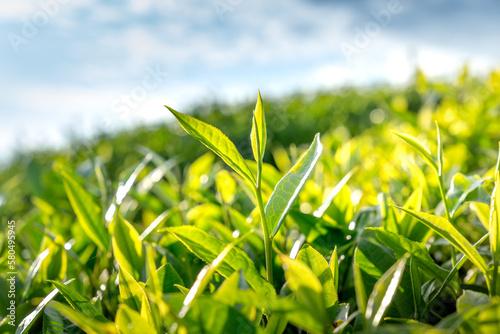 Tea leaves at a plantation in the beams of sunlight. Background natural green plants landscape, ecology, fresh wallpaper concept