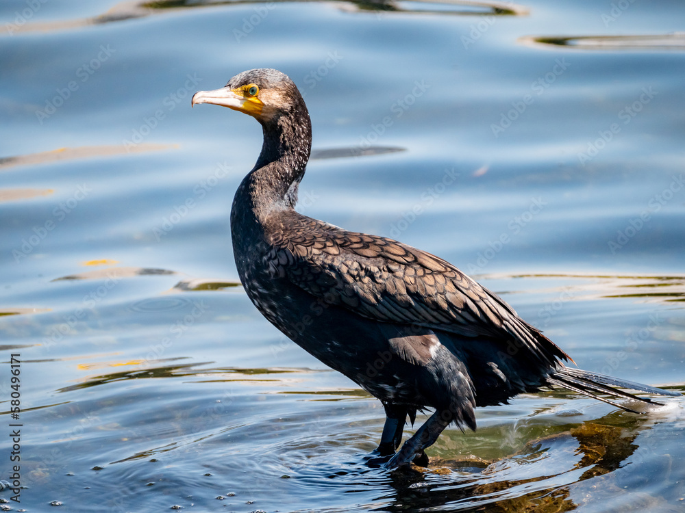 great cormorant aquatic bird near the lake