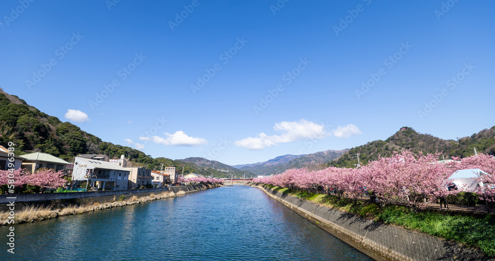 Fototapeta premium 河津桜 2023 静岡県 河津町 