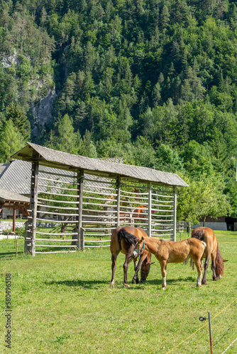 Brown family horse with traditional slovenian hayrack in the background. photo