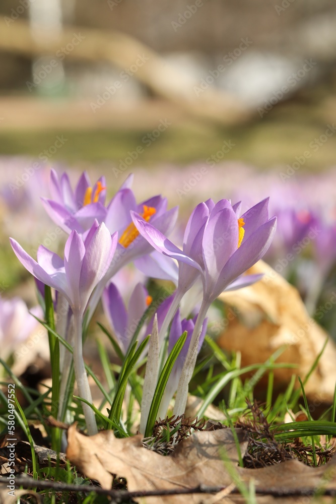 Beautiful crocus flowers growing outdoors, closeup view Beautiful crocus flowers growing outdoors, closeup view