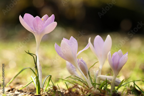 Beautiful crocus flowers growing outdoors  closeup view