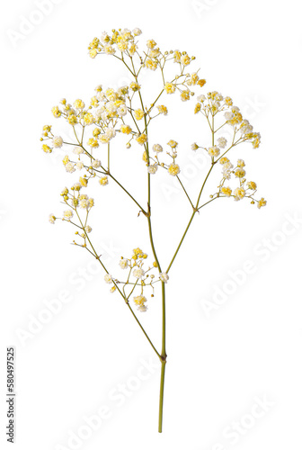 Beautiful colorful gypsophila flowers on white background © New Africa