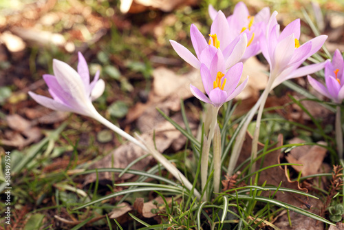Beautiful crocus flowers growing outdoors  closeup. Space for text