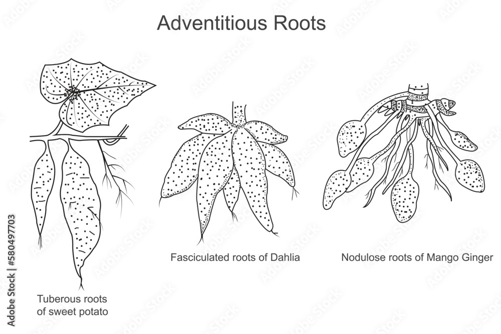 Adventitious roots, tuberous, fasciculated and nodulose roots,sweet
