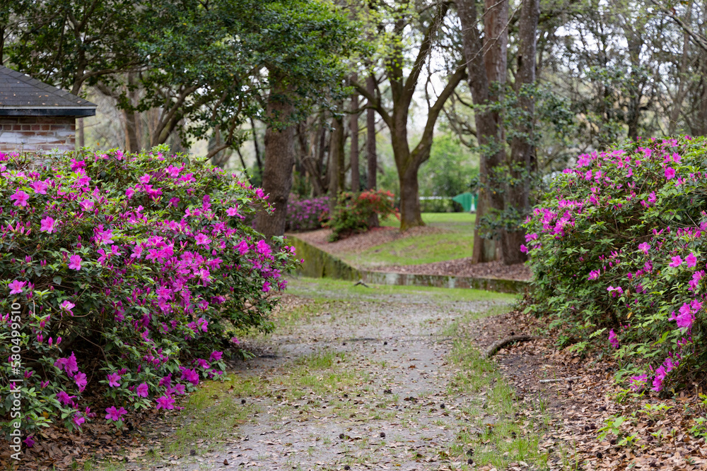 Walking Path in between flowers in Azalea Park in Downtown Summerville, South Carolina during the spring time with floral blooms