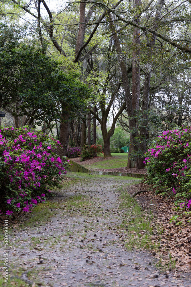 Walking Path in between flowers in Azalea Park in Downtown Summerville, South Carolina during the spring time with floral blooms
