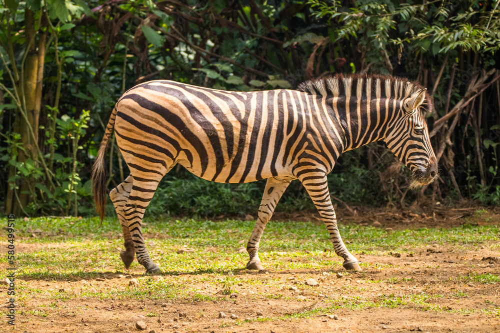 Zebras (subgenus Hippotigris) are African equines with distinctive black-and-white striped coats Zebras (subgenus Hippotigris) are African equines with distinctive black-and-white striped coats