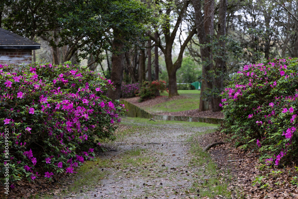 Scenic Walking Path Near Flower Bushes in Azalea Park, Located in Downtown Summerville, SC