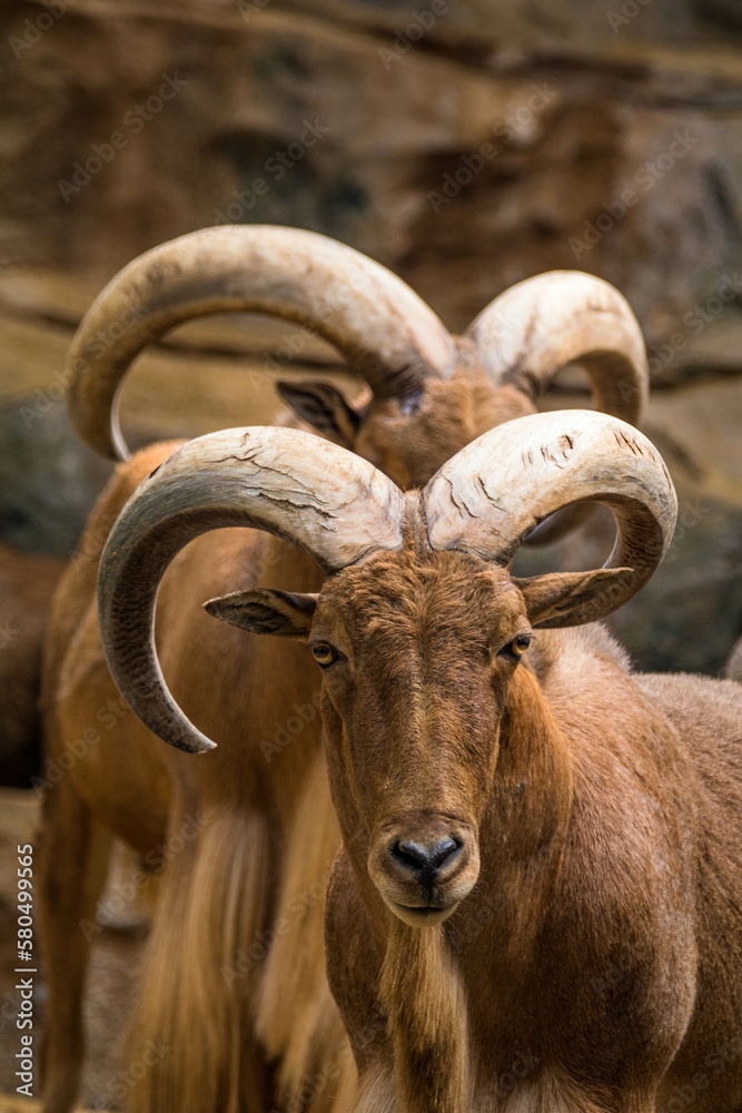 The bighorn sheep (Ovis canadensis) is a species of sheep native to North America The bighorn sheep (Ovis canadensis) is a species of sheep native to North America