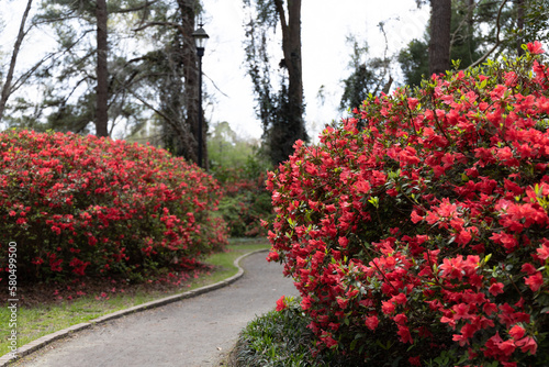 Walking Path in between flowers in Azalea Park in Downtown Summerville, South Carolina during the spring time with floral blooms photo