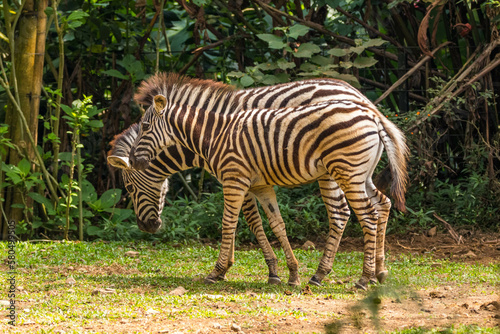 Zebras  subgenus Hippotigris  are African equines with distinctive black-and-white striped coats