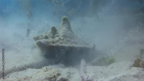 Crab on sandy bottom close-up underwater. These areas are home to some of most bizarre and otherworldly creatures, adapted to survive in extreme conditions of deep.
