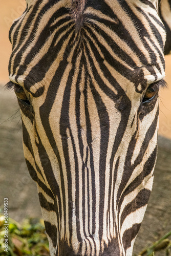 Zebras  subgenus Hippotigris  are African equines with distinctive black-and-white striped coats