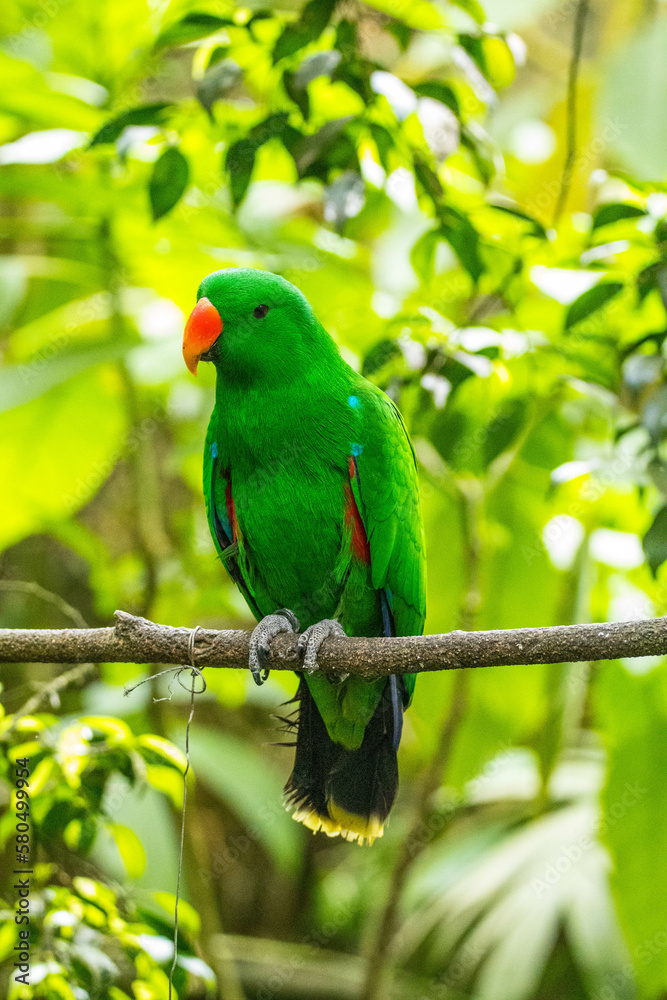 Obraz premium Bayan bird Eclectus is a genus of parrot, the Psittaciformes