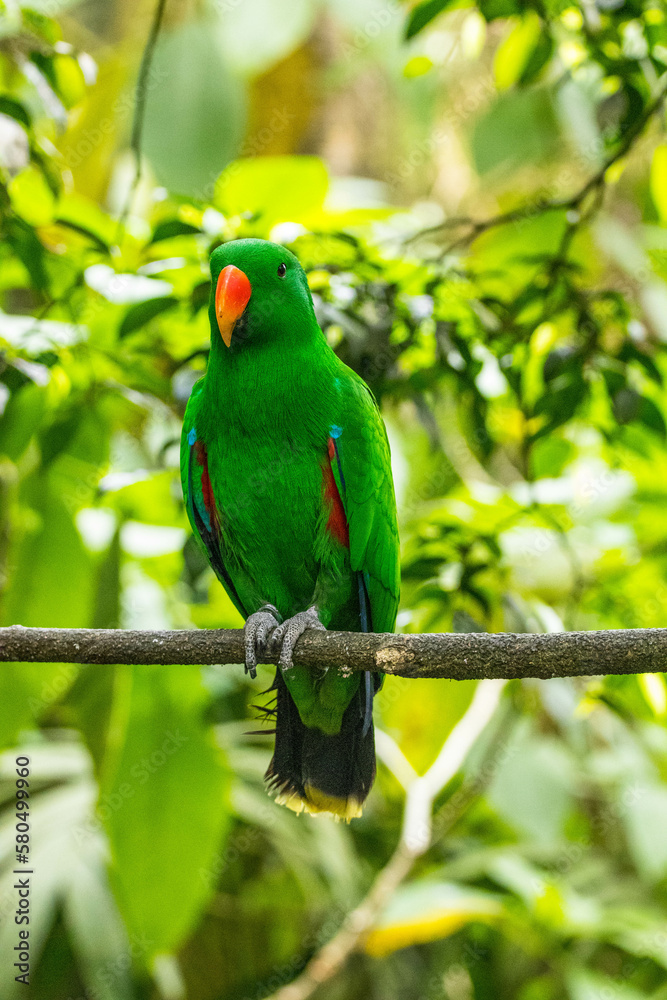 Bayan bird Eclectus is a genus of parrot, the Psittaciformes Bayan bird Eclectus is a genus of parrot, the Psittaciformes