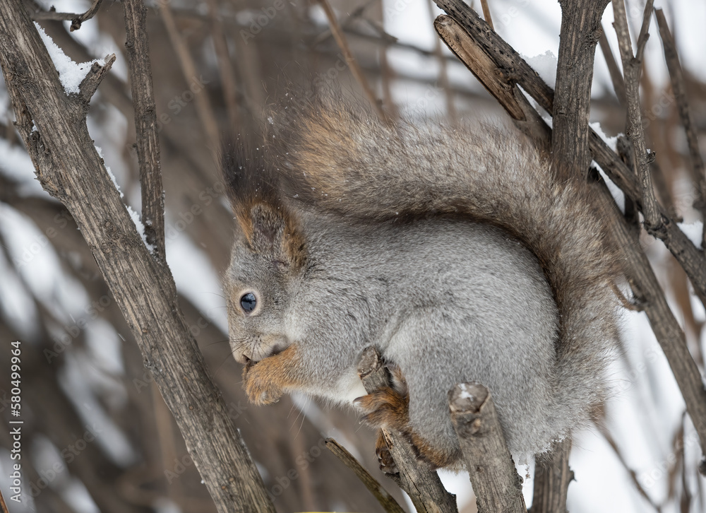 Fototapeta premium The squirrel with nut sits on tree in the winter or late autumn