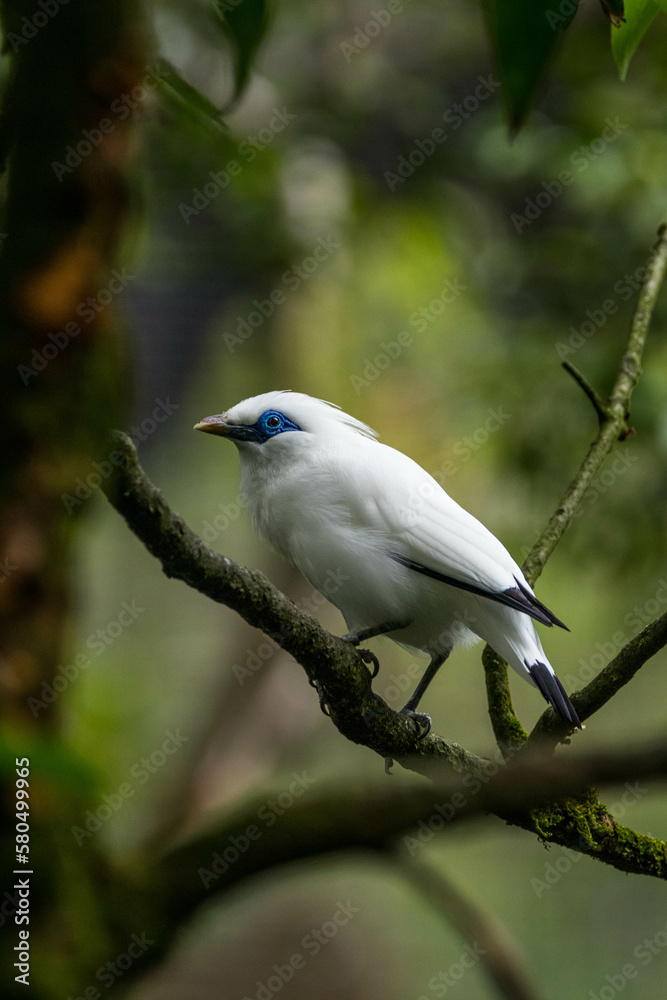The Bali myna (Leucopsar rothschildi), also known as Rothschild's mynah, Bali starling, or Bali mynah, locally known as jalak Bali The Bali myna (Leucopsar rothschildi), also known as Rothschild's mynah, Bali starling, or Bali mynah, locally known as jalak Bali