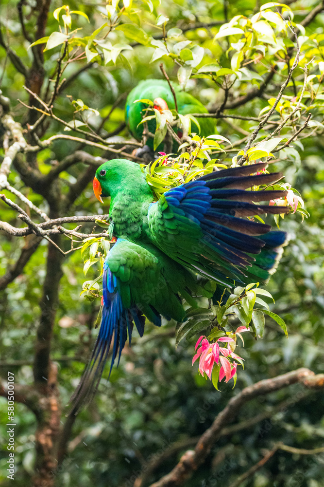 Obraz premium Eclectus is a genus of parrot, the Psittaciformes