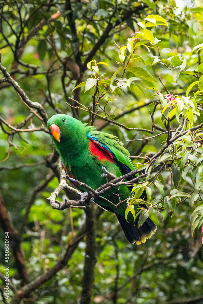 Obraz premium Eclectus is a genus of parrot, the Psittaciformes