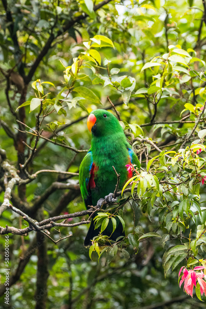 Eclectus is a genus of parrot, the Psittaciformes Eclectus is a genus of parrot, the Psittaciformes