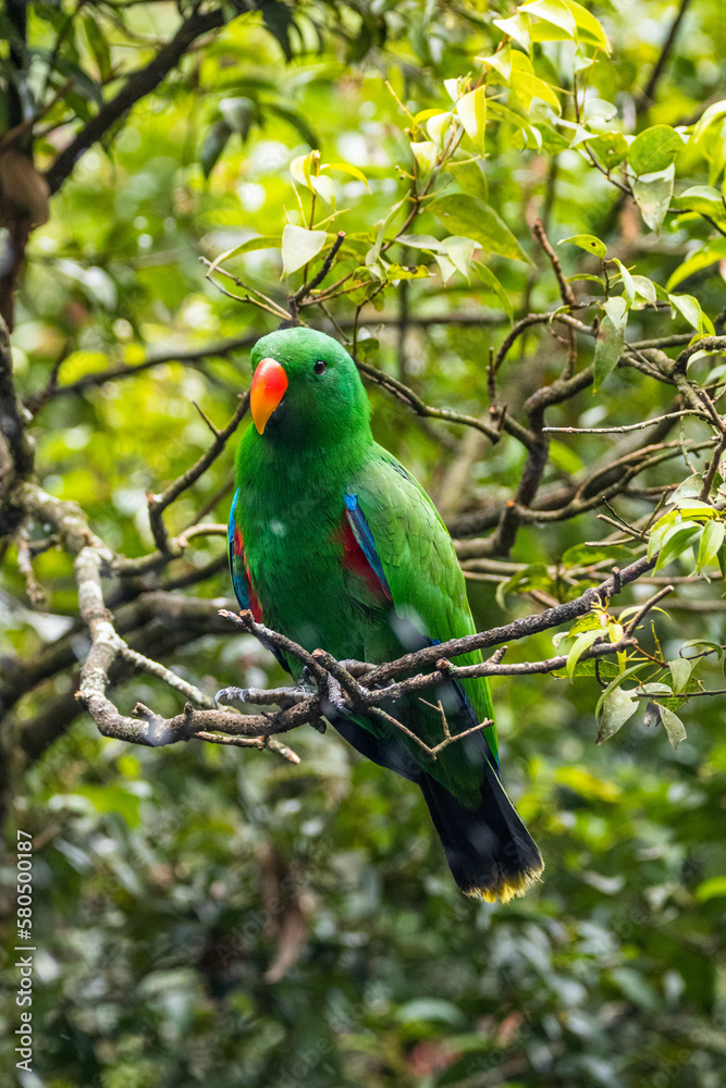 Obraz premium Eclectus is a genus of parrot, the Psittaciformes