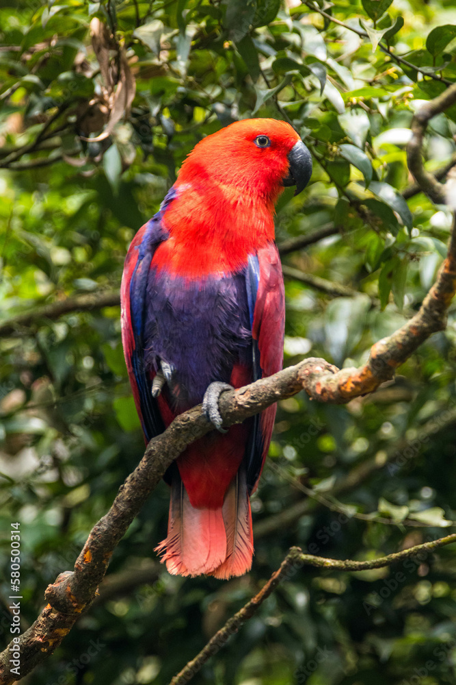 Eclectus is a genus of parrot, the Psittaciformes