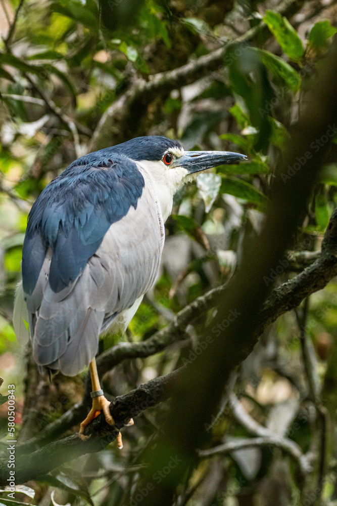 Fototapeta premium The black-crowned night heron (Nycticorax nycticorax), or black-capped night heron, commonly shortened to just night heron in Eurasia