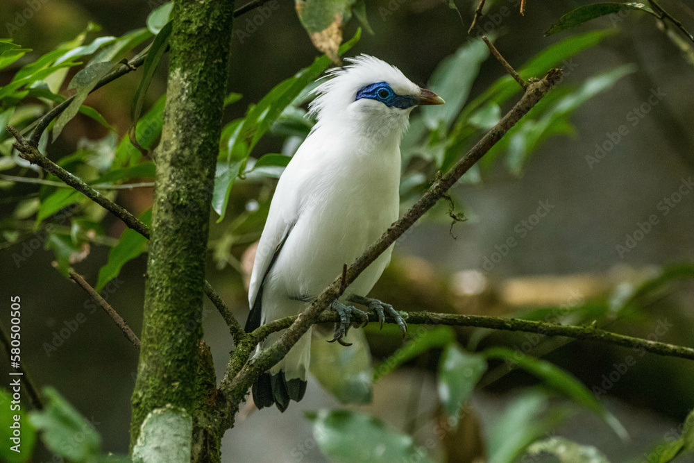 The Bali myna (Leucopsar rothschildi), also known as Rothschild's mynah, Bali starling, or Bali mynah, locally known as jalak Bali The Bali myna (Leucopsar rothschildi), also known as Rothschild's mynah, Bali starling, or Bali mynah, locally known as jalak Bali