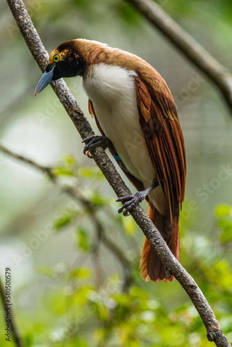 The birds-of-paradise are members of the family Paradisaeidae of the order Passeriformes. The majority of species are found in eastern Indonesia photo