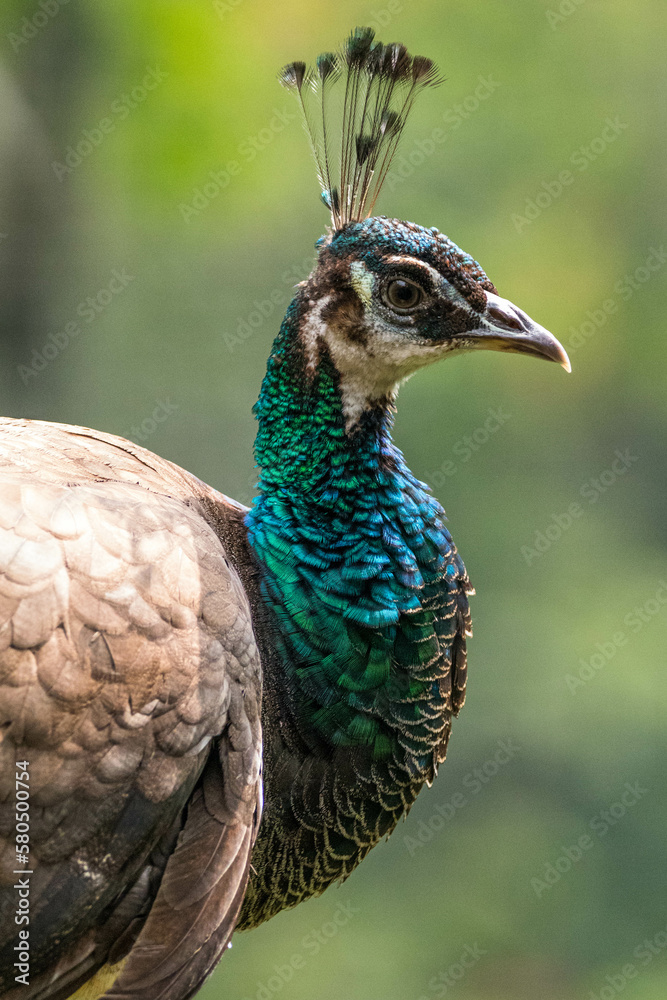 A peafowl is a bird of the Phasianide family. It is a relative of the pheasant A peafowl is a bird of the Phasianide family. It is a relative of the pheasant