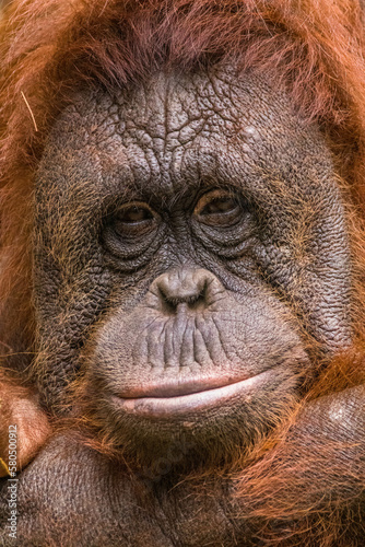 The Sumatran orangutan (Pongo abelii) is one of the three species of orangutans © lessysebastian