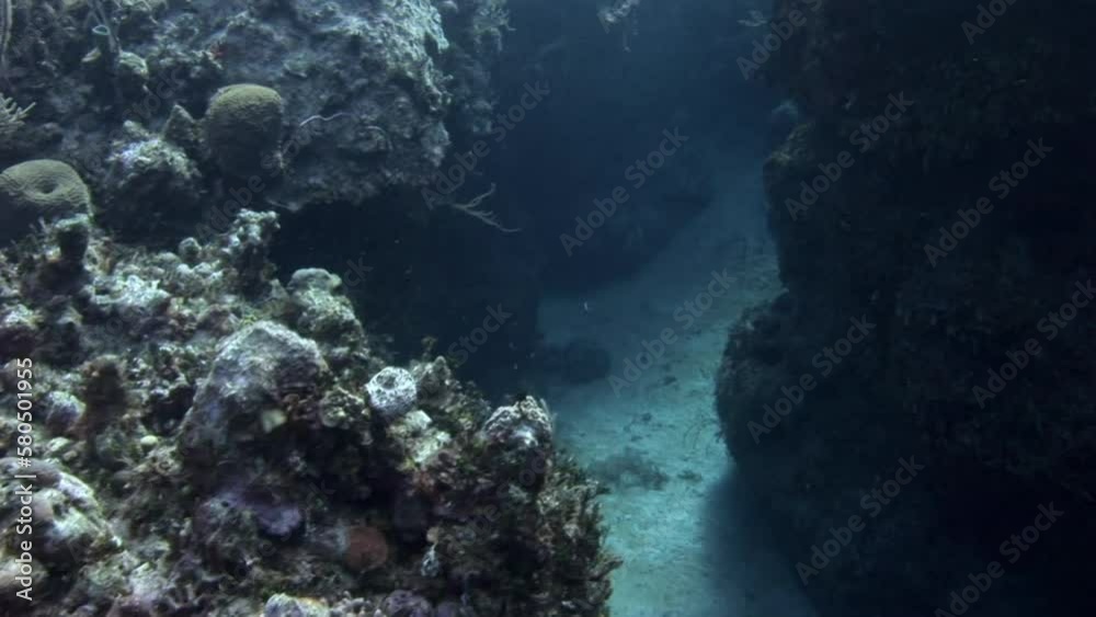 Caribbean underwater captivating and vibrant coral reefs offer stunning view. This vast, unexplored environment is home to plethora of plant and animal species that are uniquely adapted. Caribbean underwater captivating and vibrant coral reefs offer stunning view. This vast, unexplored environment is home to plethora of plant and animal species that are uniquely adapted.