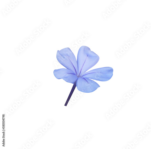 White plumbago or Cape leadwort flower. Close up blue small single flower branch isolated on transparent background.